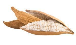 kapok 300x179 kapok 300x179